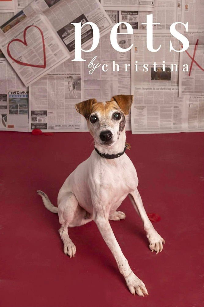 NICK - Jack Russell Terrier / Terrier available for adoption