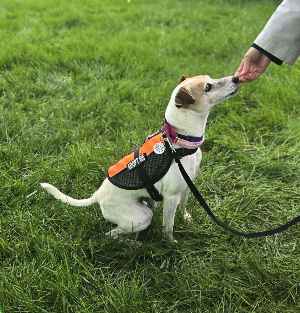 NICK - Jack Russell Terrier / Terrier available for adoption