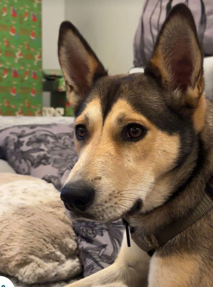 NALA AKA BONNIE - Husky / German Shepherd Dog available for adoption
