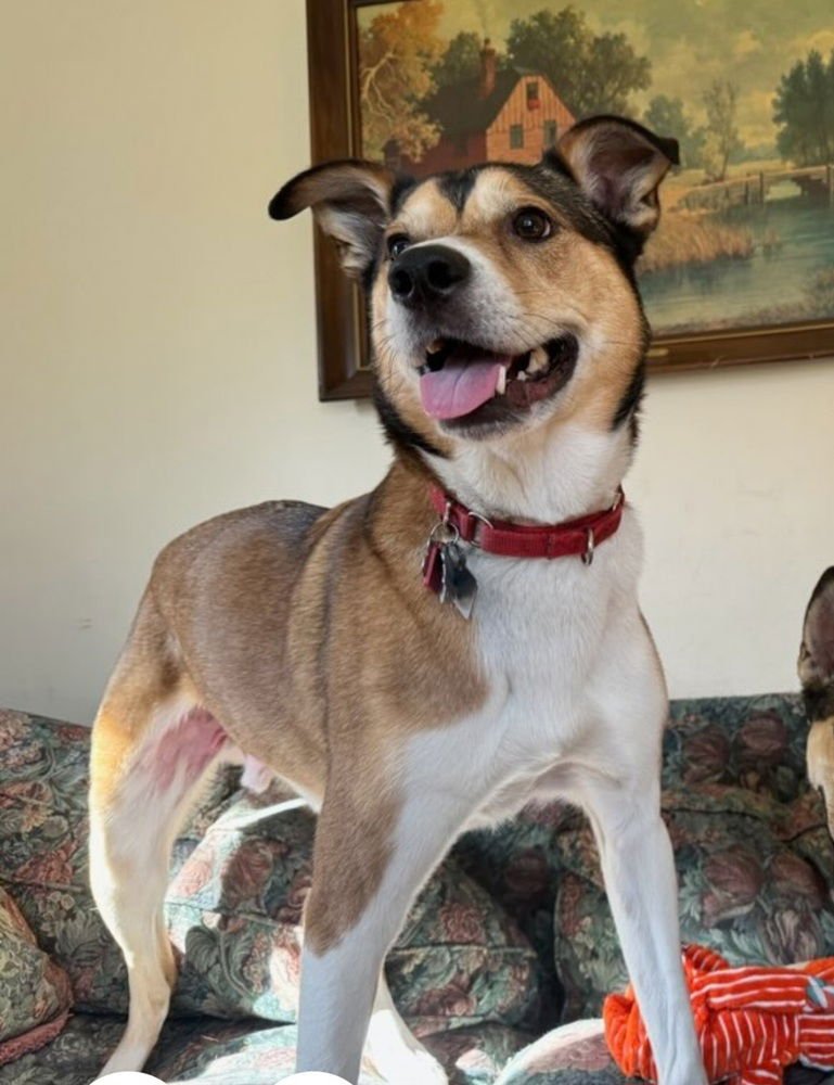 Nala aka Bonnie - Photo 3