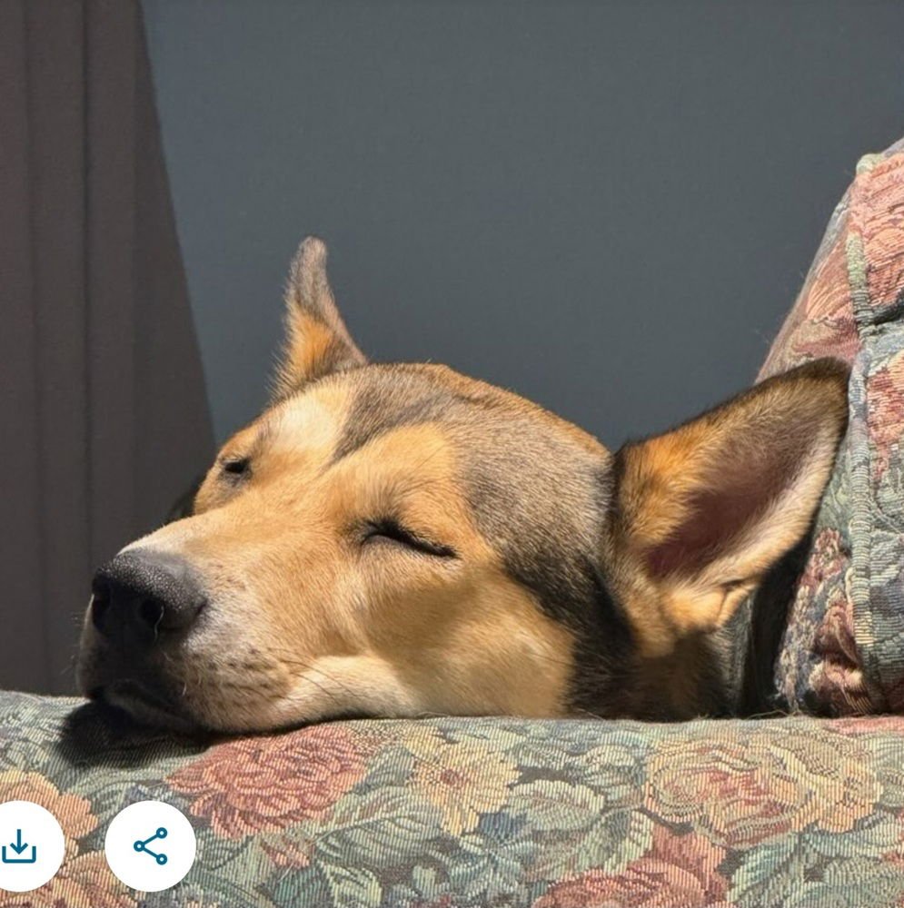 Nala aka Bonnie - Photo 4