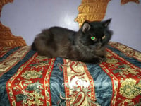 Jameel - Photo 4