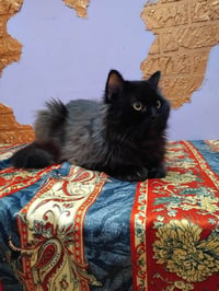 Jameel - Photo 3