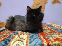 Jameel - Photo 1
