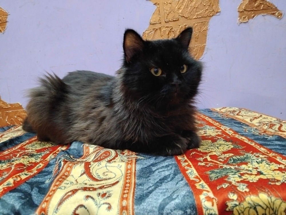 JAMEEL - Persian available for adoption
