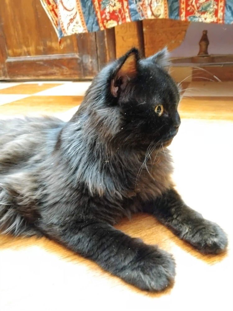 JAMEEL - Persian available for adoption