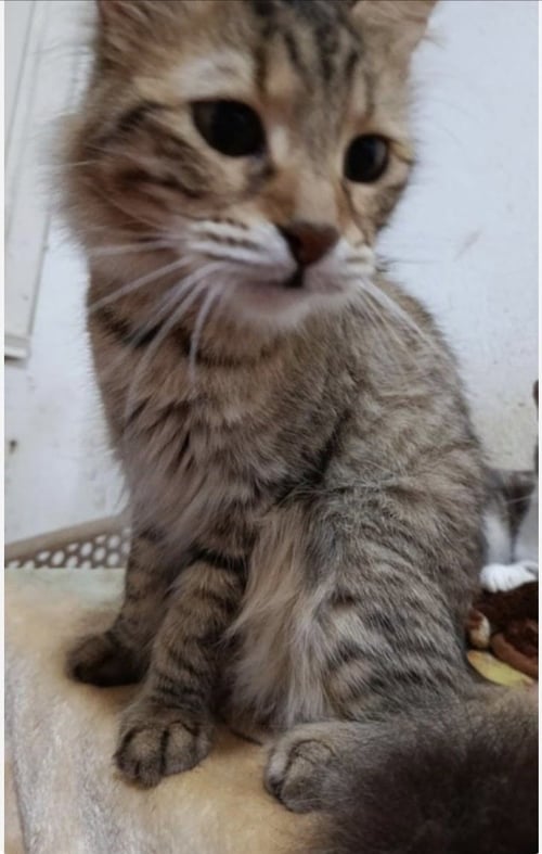 SHOSHO - Egyptian Mau / Persian available for adoption