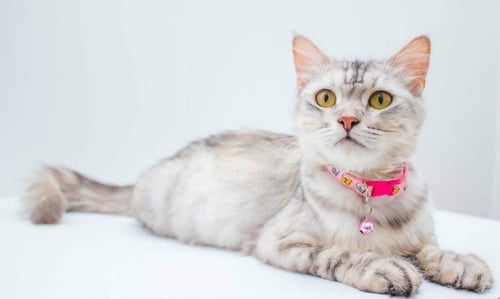 SANDY - Persian / Egyptian Mau available for adoption