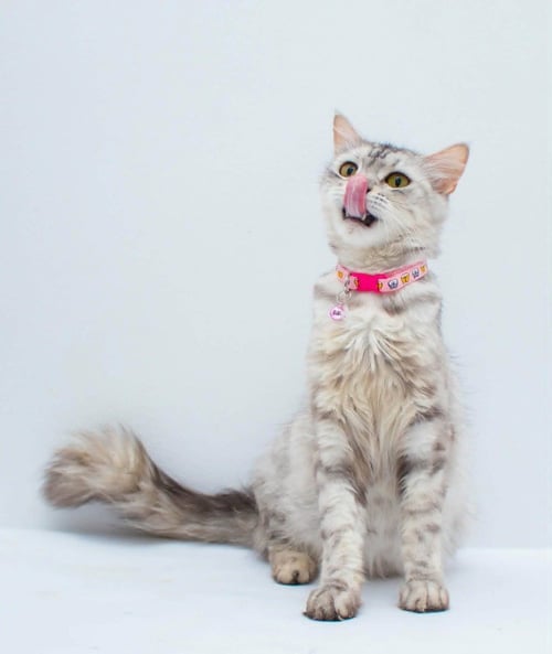 SANDY - Persian / Egyptian Mau available for adoption