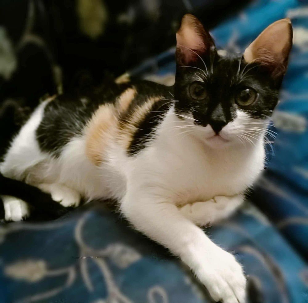 BASBOUSA - Egyptian Mau / Turkish Angora available for adoption