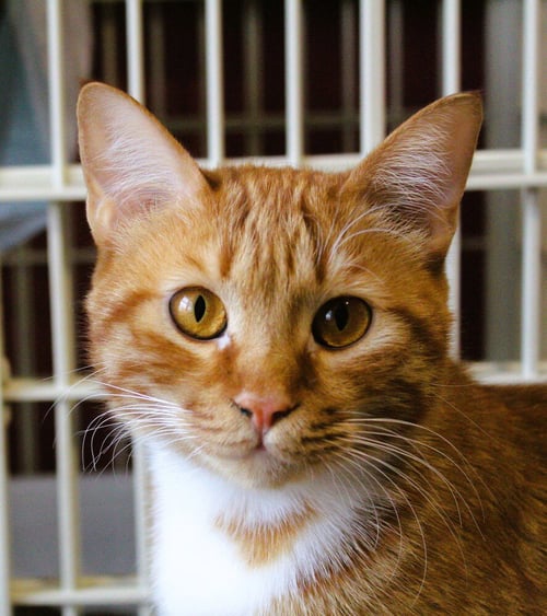 MESHMESH - Egyptian Mau / Exotic Shorthair available for adoption