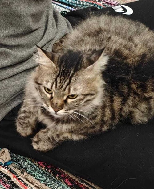LILI - Persian available for adoption