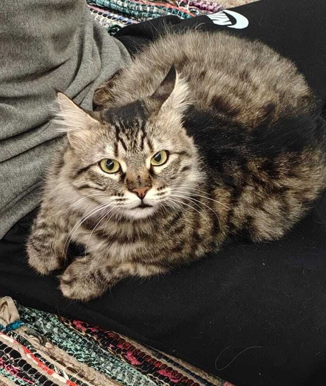 LiLi Image
