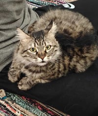 LiLi - Photo 1