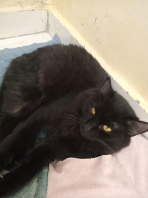 MICKEY AND MIKA - Egyptian Mau / Persian available for adoption