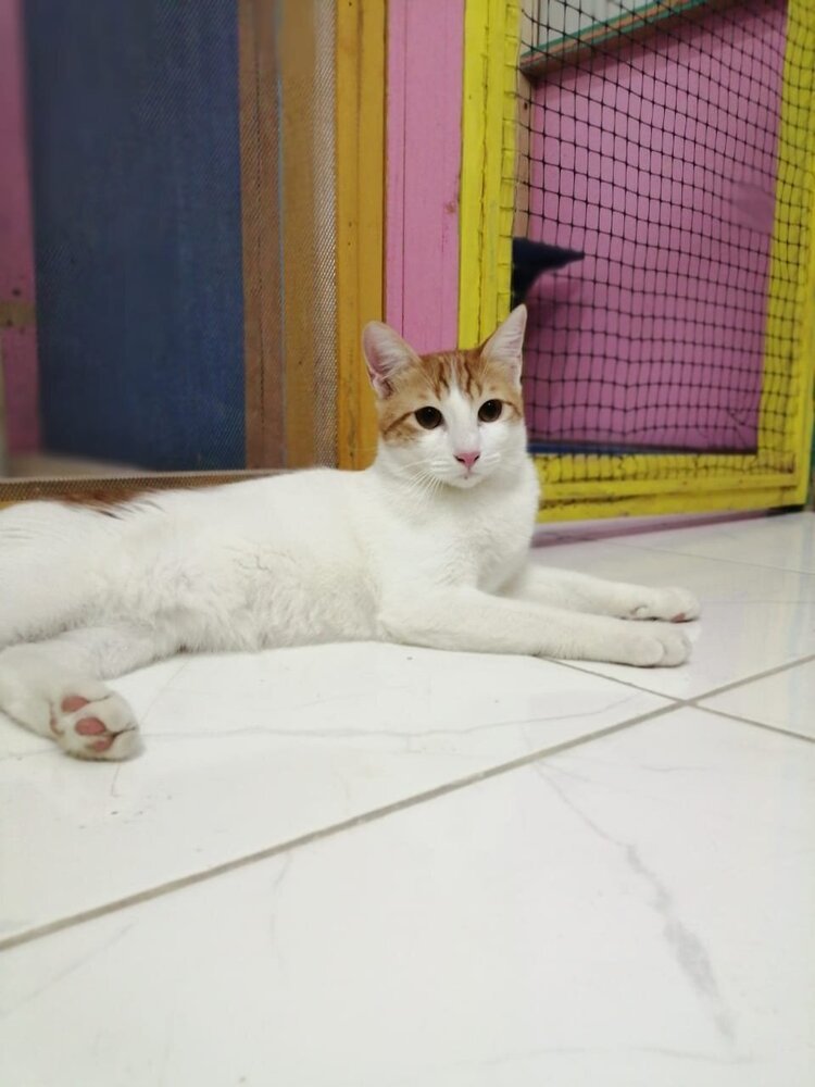 CAIRO - Egyptian Mau / Exotic Shorthair available for adoption