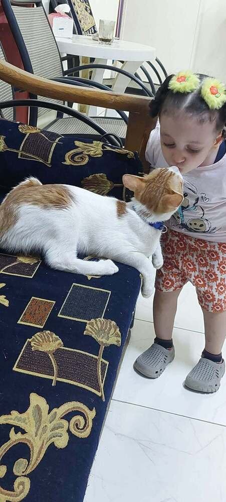 CAIRO - Egyptian Mau / Exotic Shorthair available for adoption