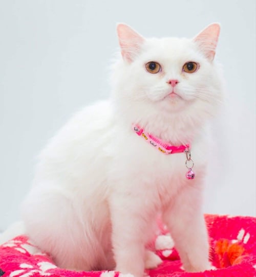 PEARL - Persian / Turkish Angora available for adoption