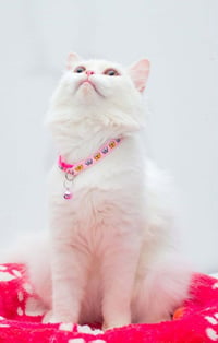 Pearl - Photo 4