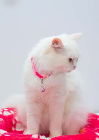 Pearl - Photo 3