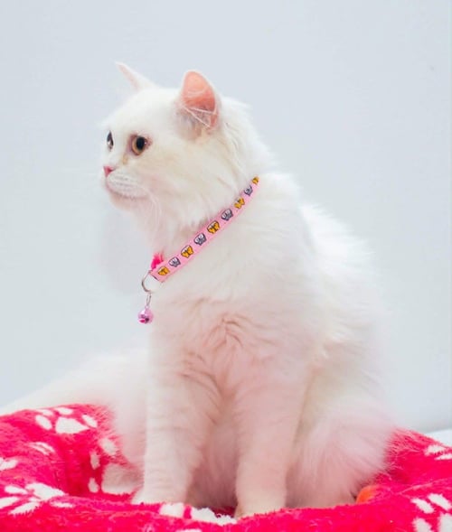 PEARL - Persian / Turkish Angora available for adoption