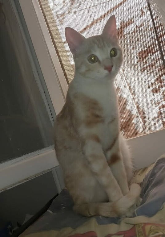 Mango Image