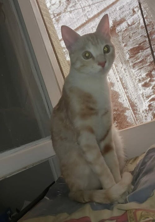 MANGO - Exotic Shorthair / Bengal available for adoption