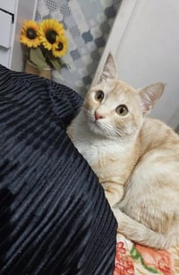 Mango - Photo 2