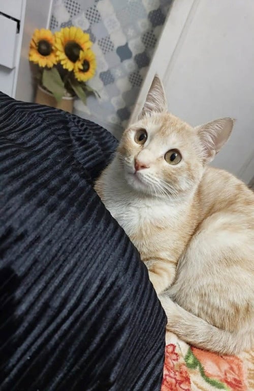MANGO - Exotic Shorthair / Bengal available for adoption