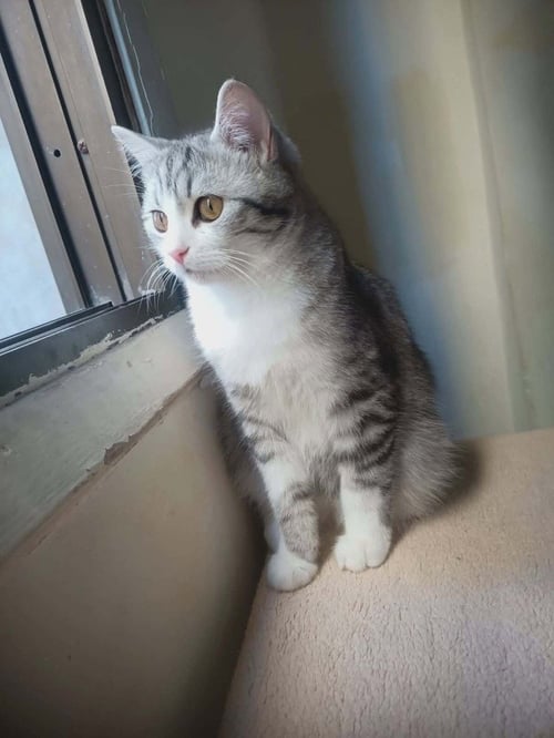 NANO - Egyptian Mau / Bengal available for adoption