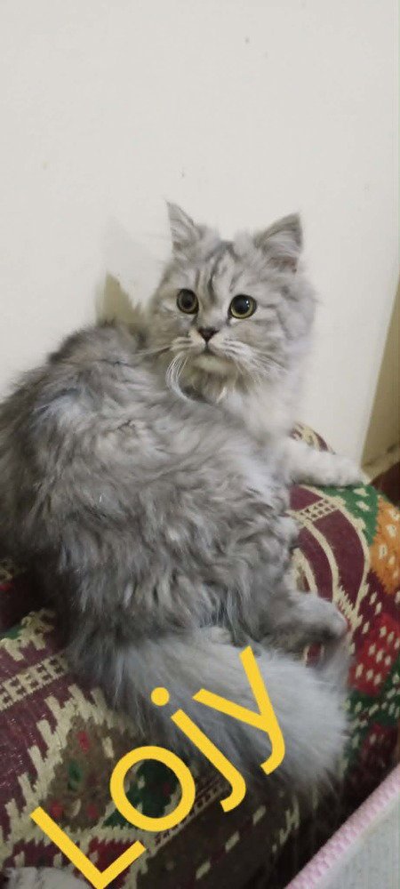 LOJY