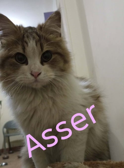 ASSER