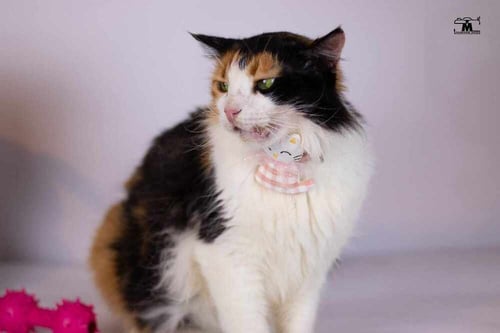 JESSEY - Egyptian Mau / Persian available for adoption