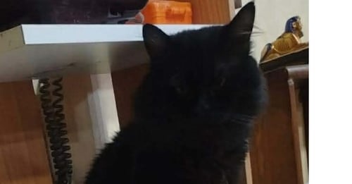 LUCA - Persian available for adoption