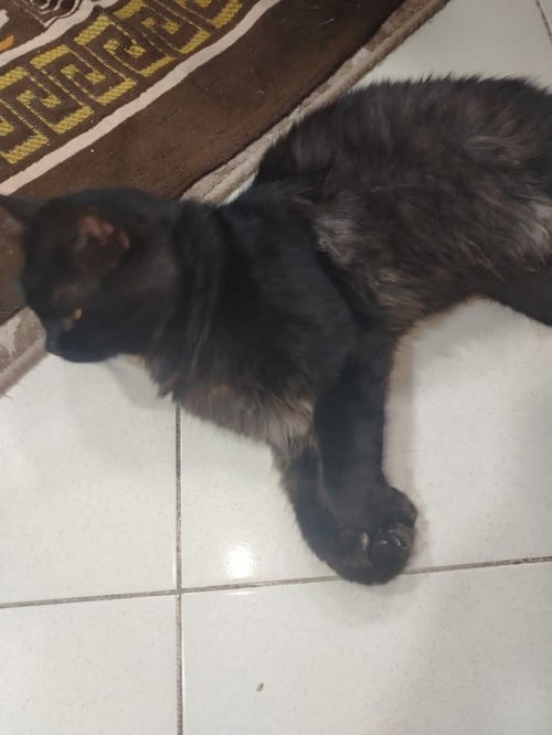 LUCA - Persian available for adoption