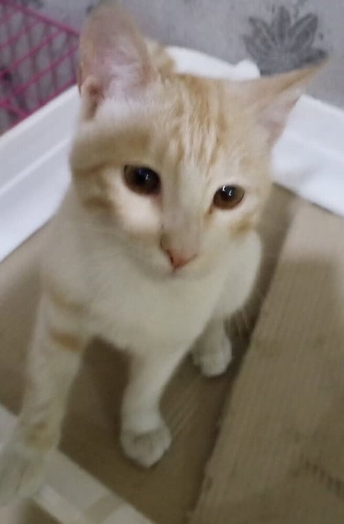 KALALA - Egyptian Mau / Bengal for adoption in Hartford
