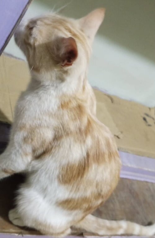 KALALA - Egyptian Mau / Bengal available for adoption