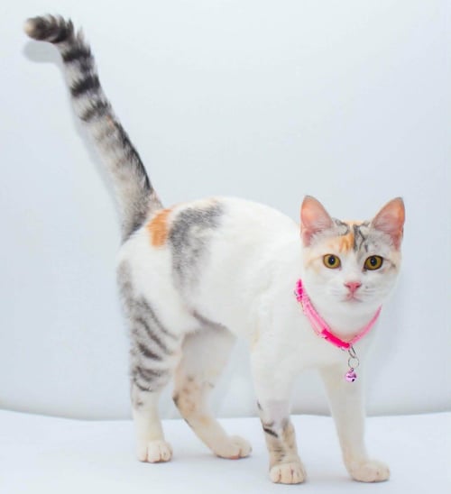 SENIORITA - Persian available for adoption
