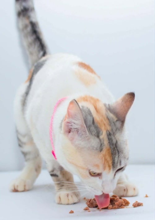 SENIORITA - Persian available for adoption