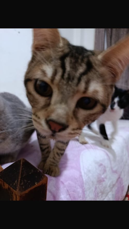 SANFORA - Egyptian Mau / Bengal available for adoption