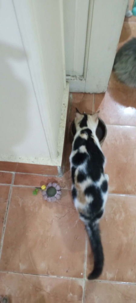 KAW - Egyptian Mau / Exotic Shorthair available for adoption