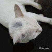 Sahlab - Photo 4