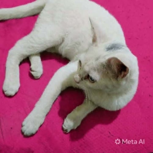 SAHLAB - Exotic Shorthair available for adoption
