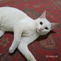 Sahlab - Photo 3