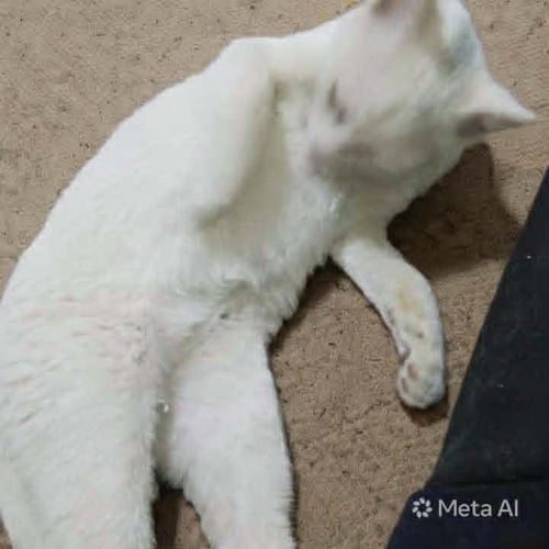 SAHLAB - Exotic Shorthair available for adoption