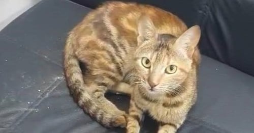 TOTTI - Egyptian Mau / Bengal available for adoption