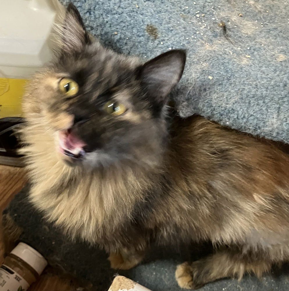 AMAR - Persian / Egyptian Mau available for adoption