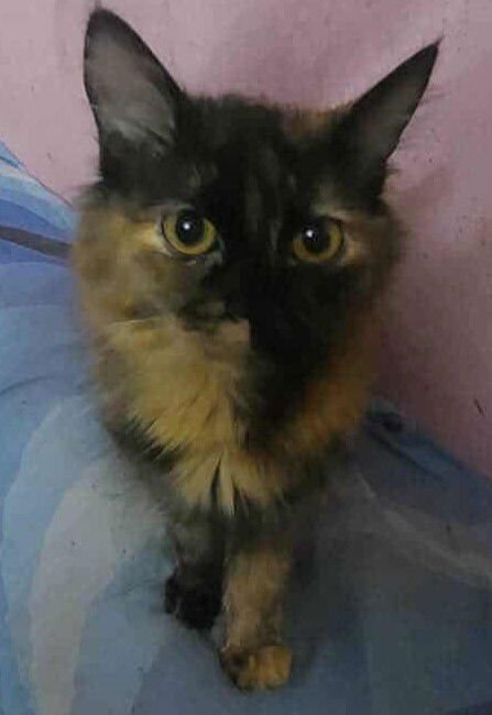 AMAR - Persian / Egyptian Mau available for adoption