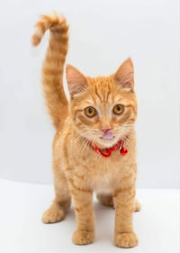 Milo - Photo 1