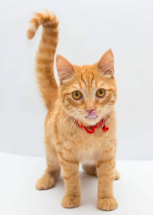 MILO - Egyptian Mau / Bengal available for adoption